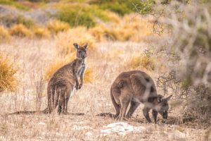 two kangaroos roaming on Kangaroo Island