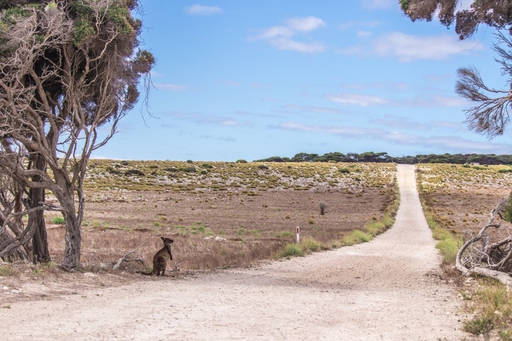 baby kangaroo waiting to cross a dirt road on Kangaroo Island