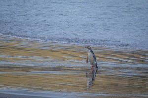 Yellow-eyed penguin waddling out of the ocean in Dunedin